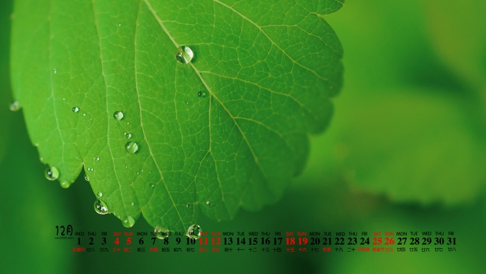 December 2021 green eye protection calendar wallpaper picture