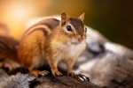 Cute little squirrel pictures desktop wallpaper