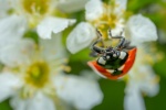 Bright ladybug pictures