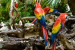 Colorful macaw pictures