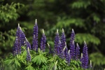 Purple lupine flower picture desktop wallpaper