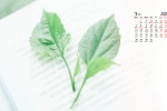 2022年3月绿色清新桌面日历壁纸