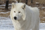 Ferocious arctic wolf pictures