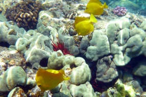 Undersea coral pictures desktop wallpaper