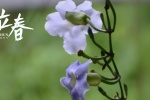 立春时节之牵牛花图片壁纸