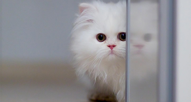 cute pet