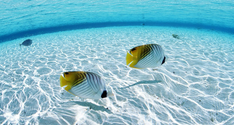 HD desktop wallpaper