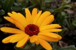 Orange marigold pictures