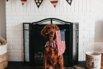 Irish Setter Dog Pictures Desktop Wallpaper