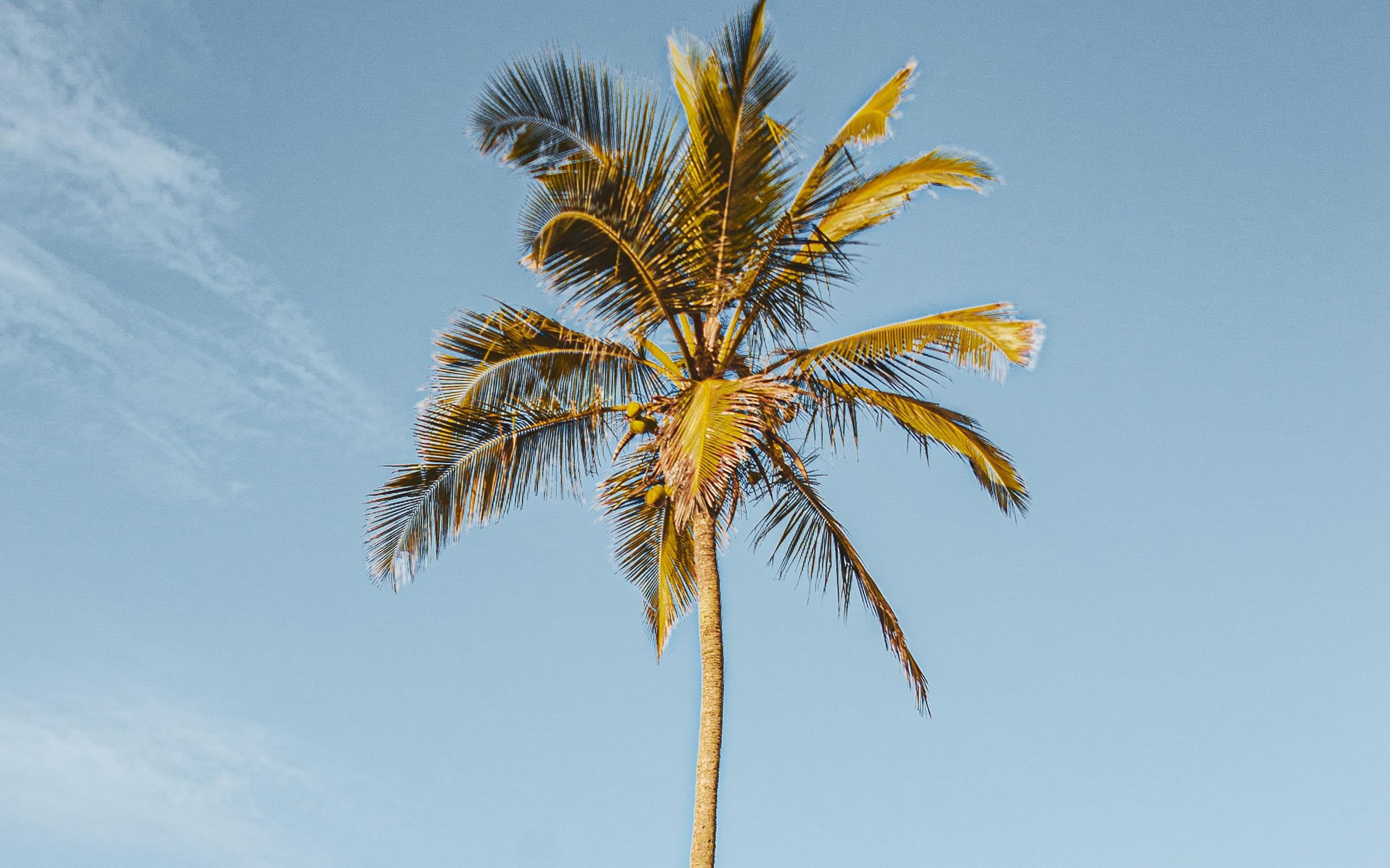 夏日海边椰子树风光美景桌面壁纸_椰子树壁纸图片_三千图片网